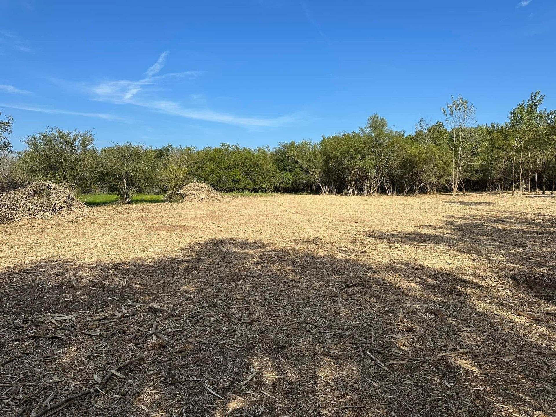 Clearing of brown mulch with trees in the background under a blue sky.