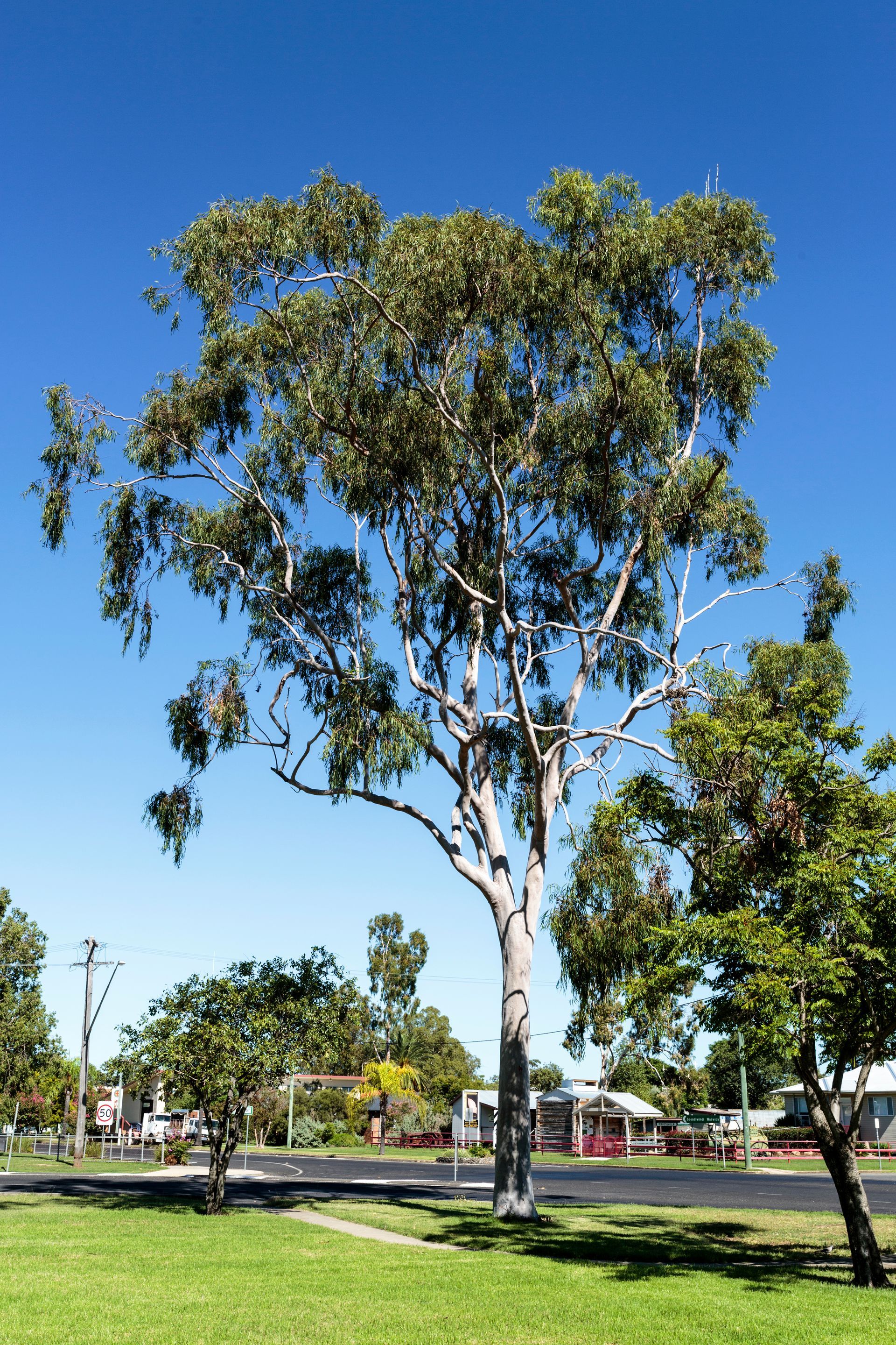 Tall eucalyptus tree with a pale trunk — Bull Family Funerals in Inglewood, NSW