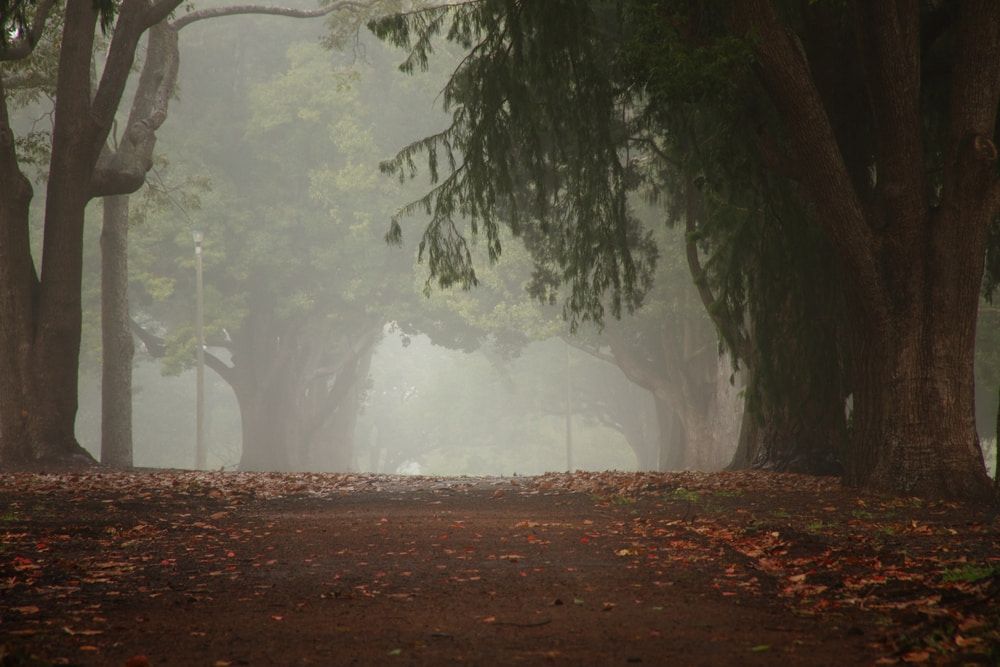 A Foggy Forest With Trees and Leaves on the Ground — Bull Family Funerals in Toowoomba, QLD