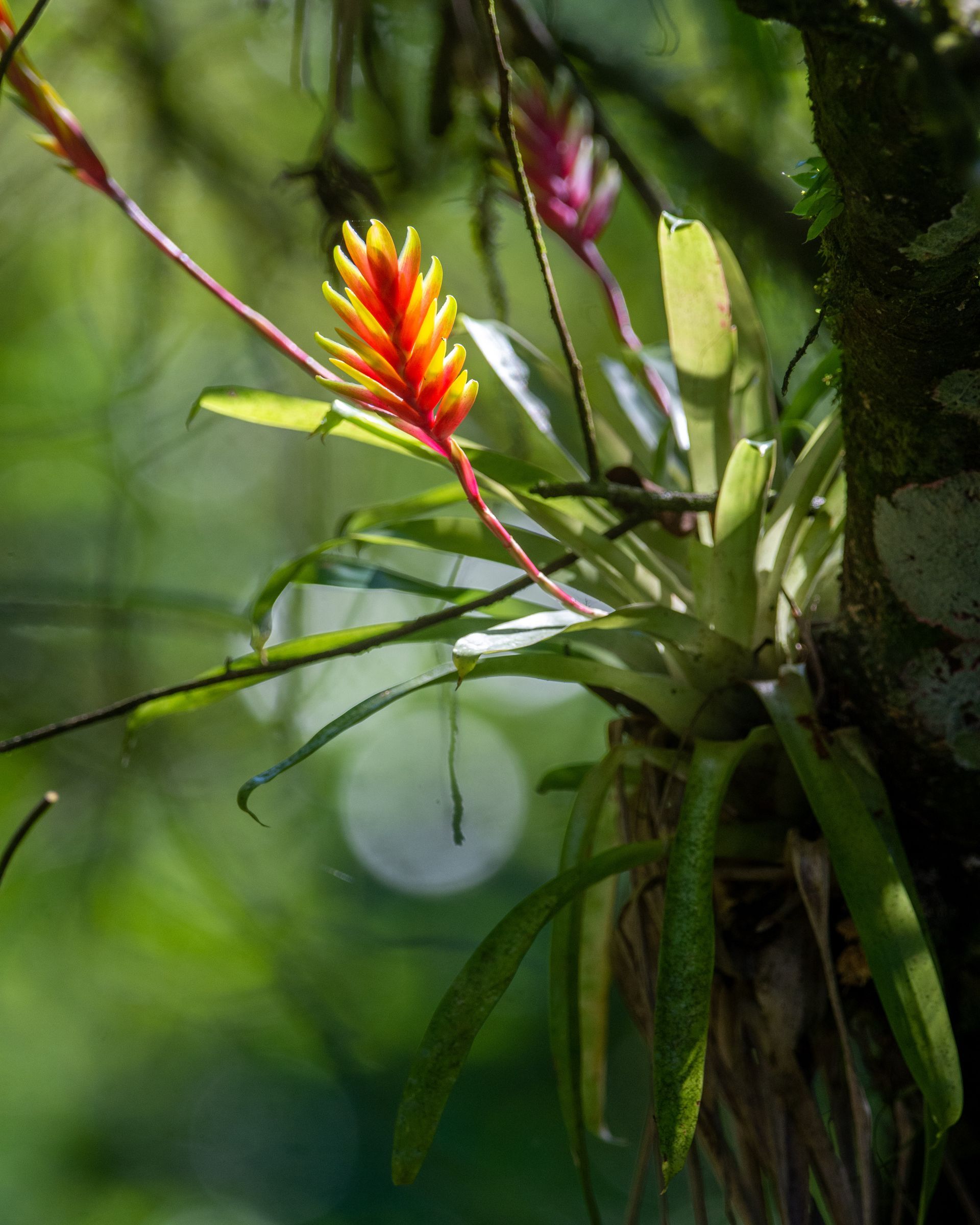 A close up of a plant with a red and yellow flower
