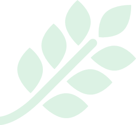 A green leaf with a long stem and leaves on a white background.
