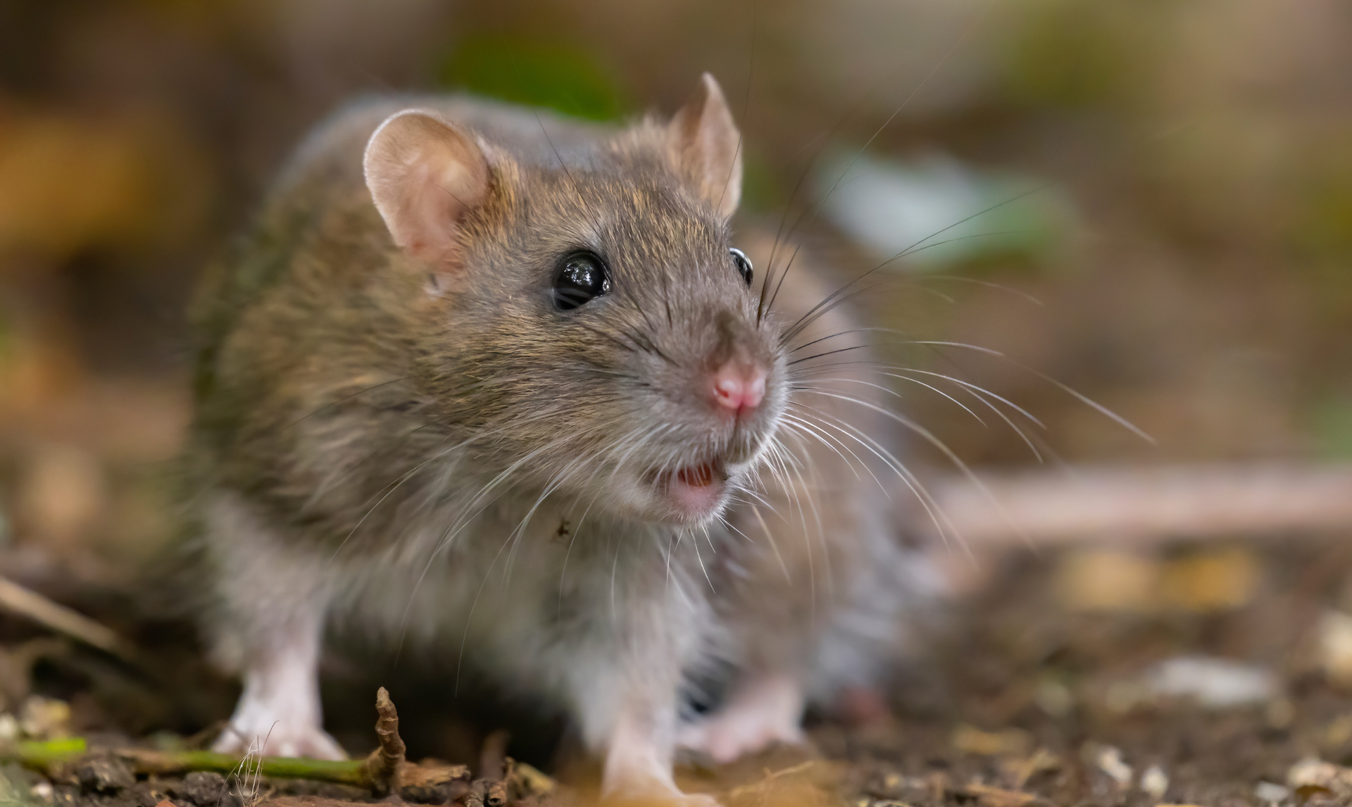 Brown rat with pink nose and whiskers, in an outdoor setting, mouth open.
