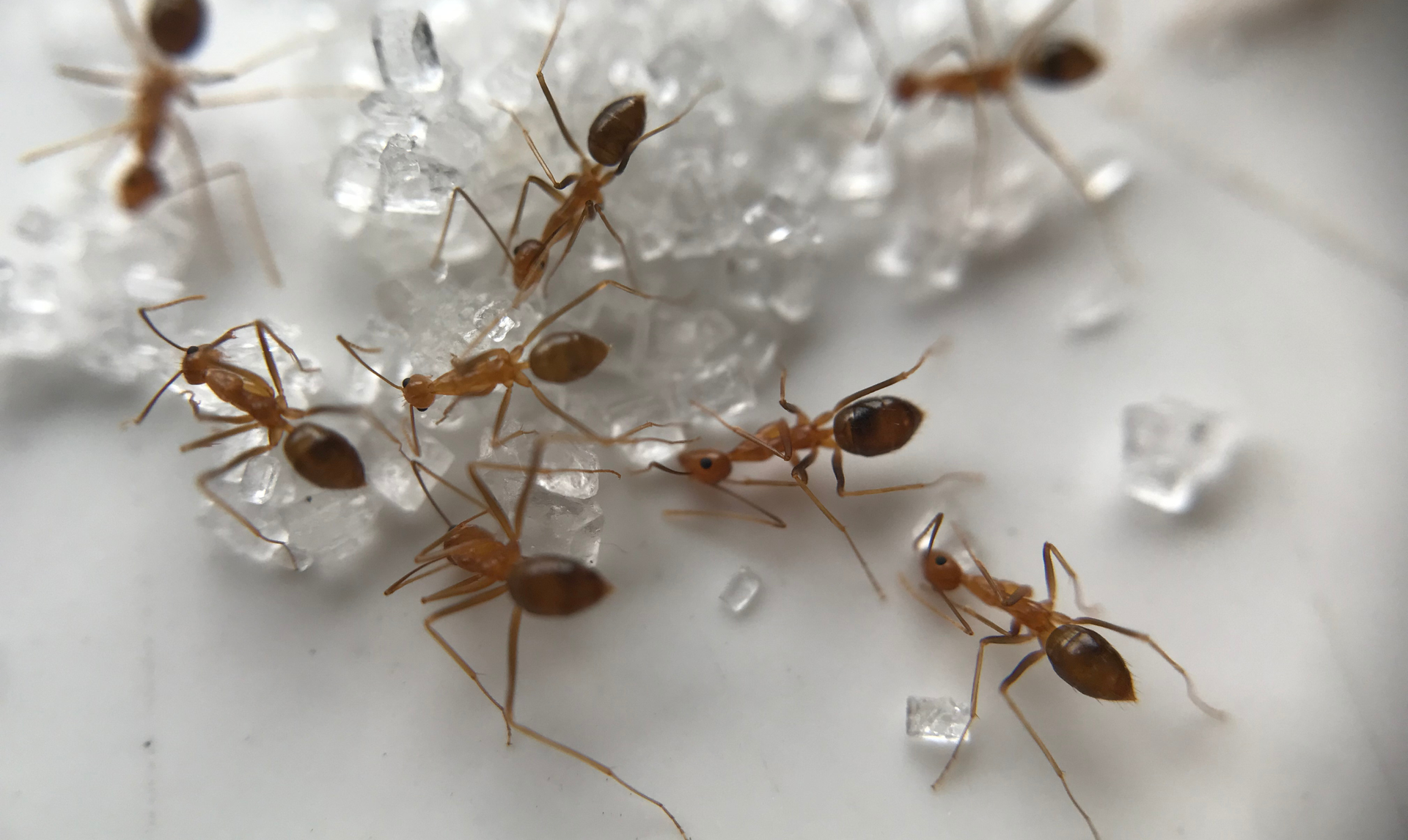 Brown ants swarm over a pile of white sugar crystals on a white surface.