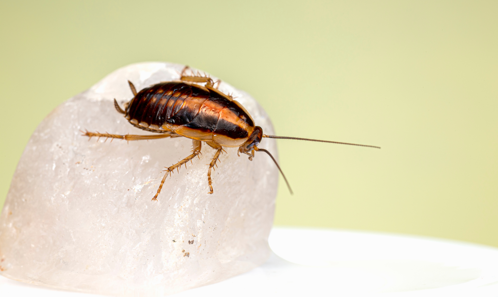 Cockroach on a small, white, ice-like object. The insect has a brown body and long antennae.