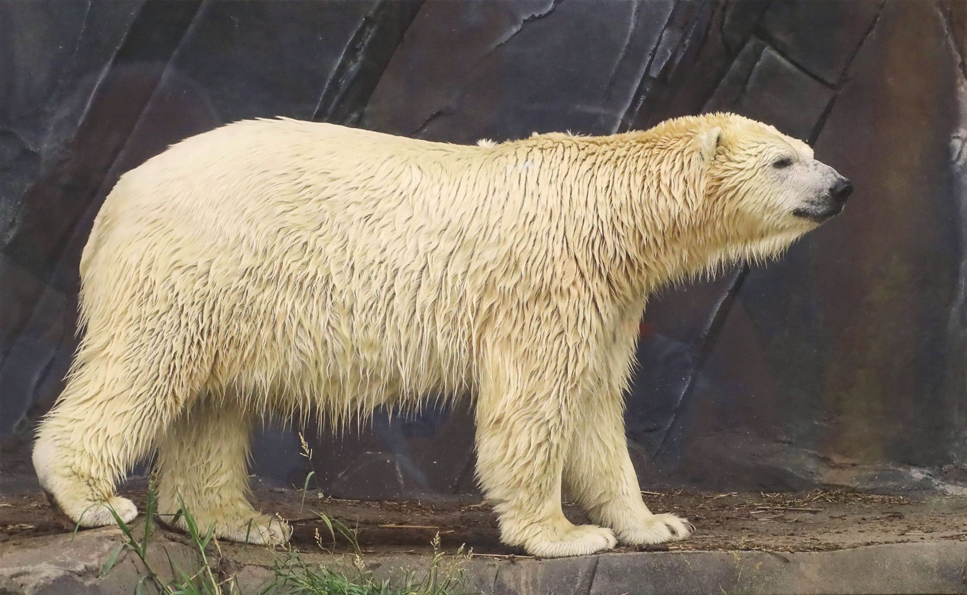 Polar Bear