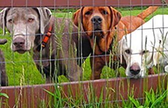 Dogs Inside Of A Fence - fence repair in Dr, Aurora, CO Dogs Inside Of A Fence - fence repair in Dr, Aurora, CO