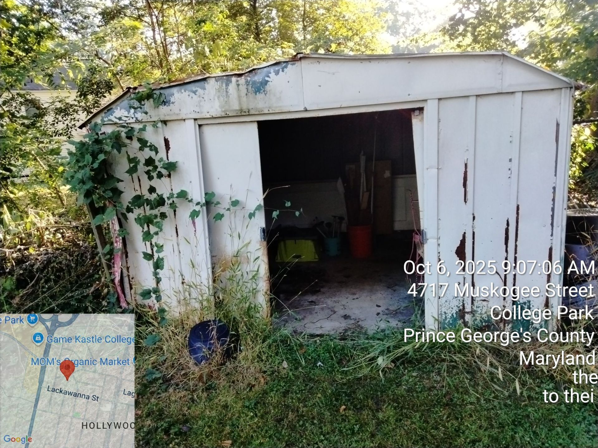 Weathered white shed with open door, surrounded by overgrown vegetation, College Park, Maryland.