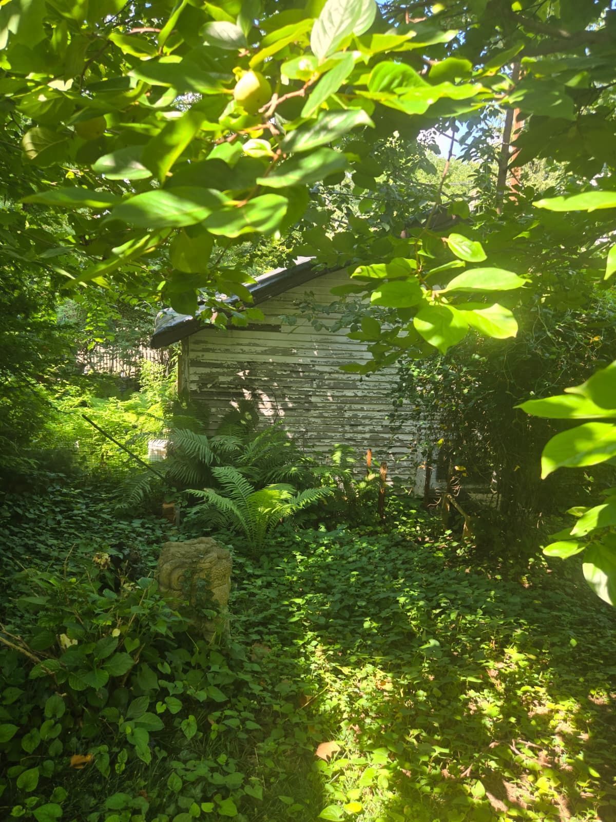 Old wooden shed overgrown with green foliage. Sunlight filters through the leaves.