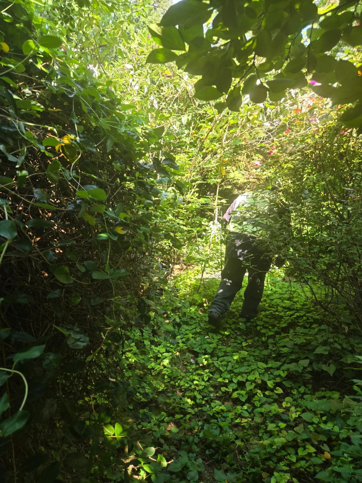 Person walking through a dense, green, overgrown path. Sunlight filters through the foliage.