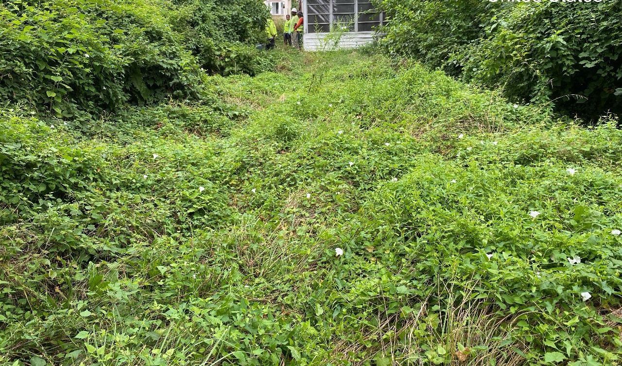 A person is standing in the middle of a lush green field.