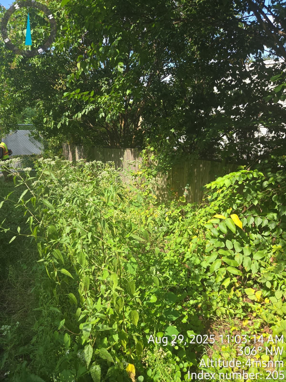 Lush green plants and trees in a yard with a wooden fence in the background on a sunny day.