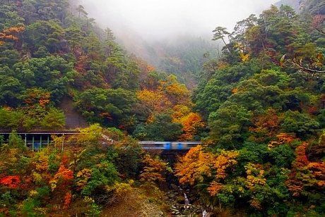 Train passing through Oboke Gorge in autumn