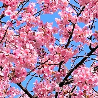 Iya Valley Cherry Blossoms