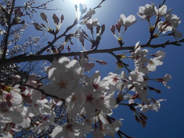 Cherry Blossoms in the Iya Valley.