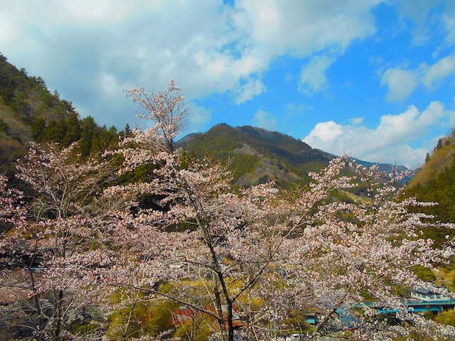 Cherry Blossoms in the Iya Valley