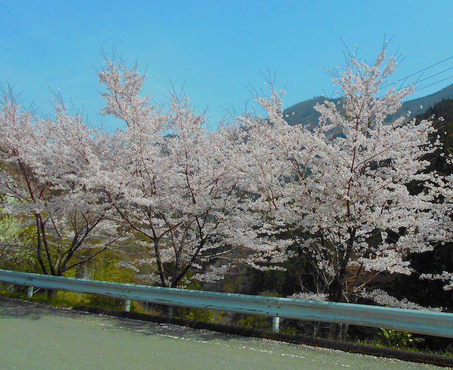 Cherry Blossoms in the Iya Valley