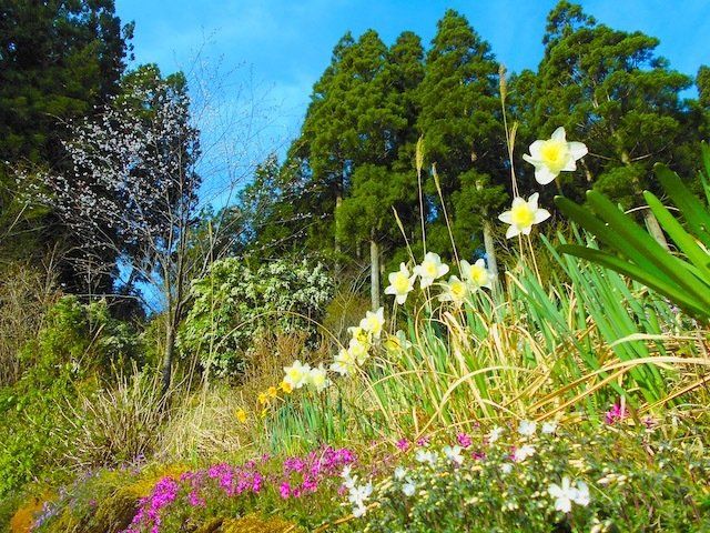 Spring Flowers in the Iya Valley
