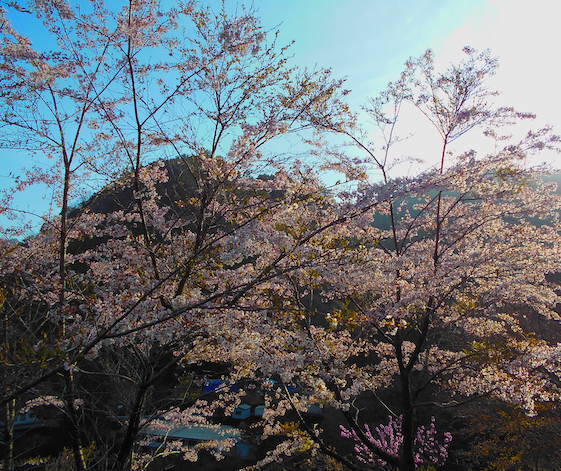 Spring in the Iya Valley