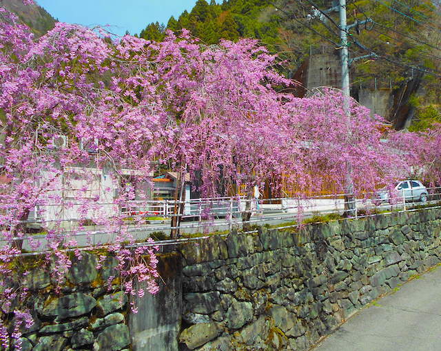 Cherry Blossoms in the Iya Valley
