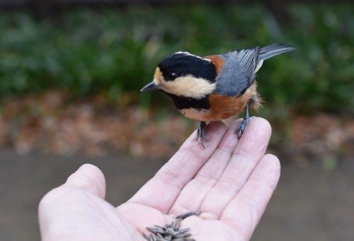 Yamagara mountain bird feeding from hand