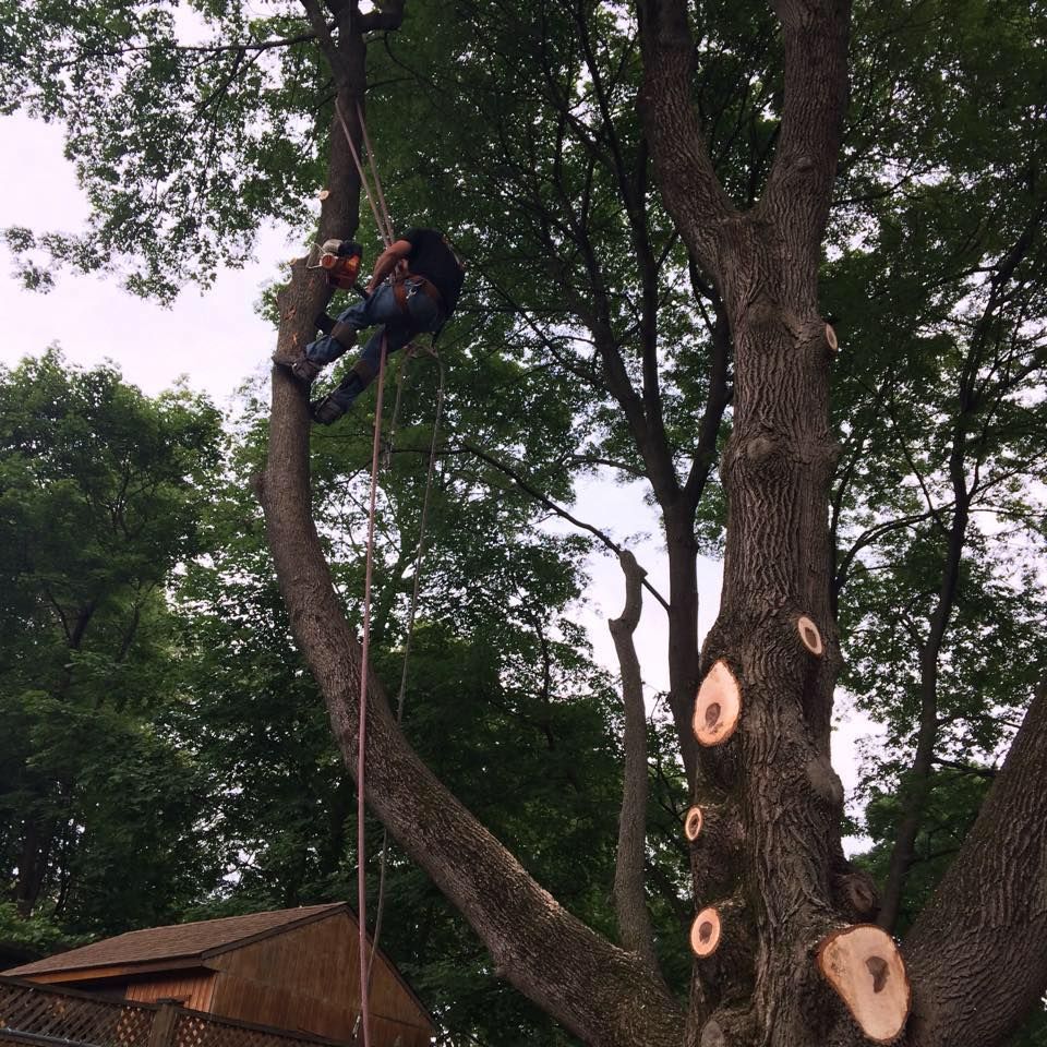 Man Cutting Tree Branch — Hampstead, NH — Maple Leaf Tree Service LLC