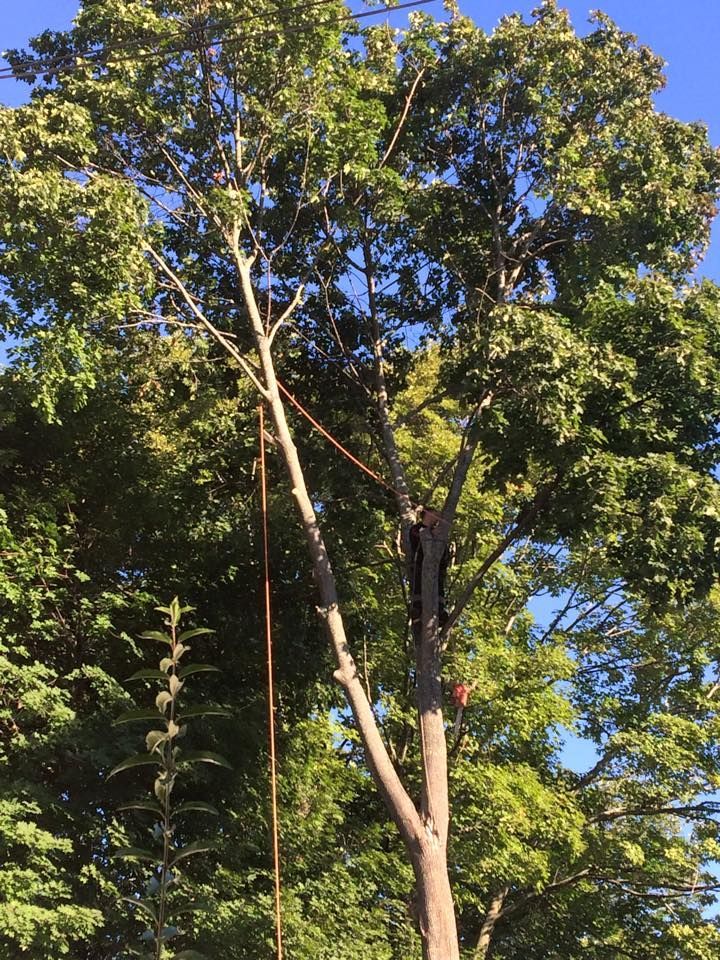 Tree Trimming — Hampstead, NH — Maple Leaf Tree Service LLC