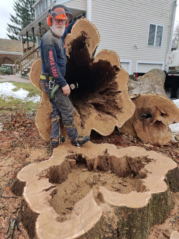 Man Cut Hollowed Tree — Hampstead, NH — Maple Leaf Tree Service LLC