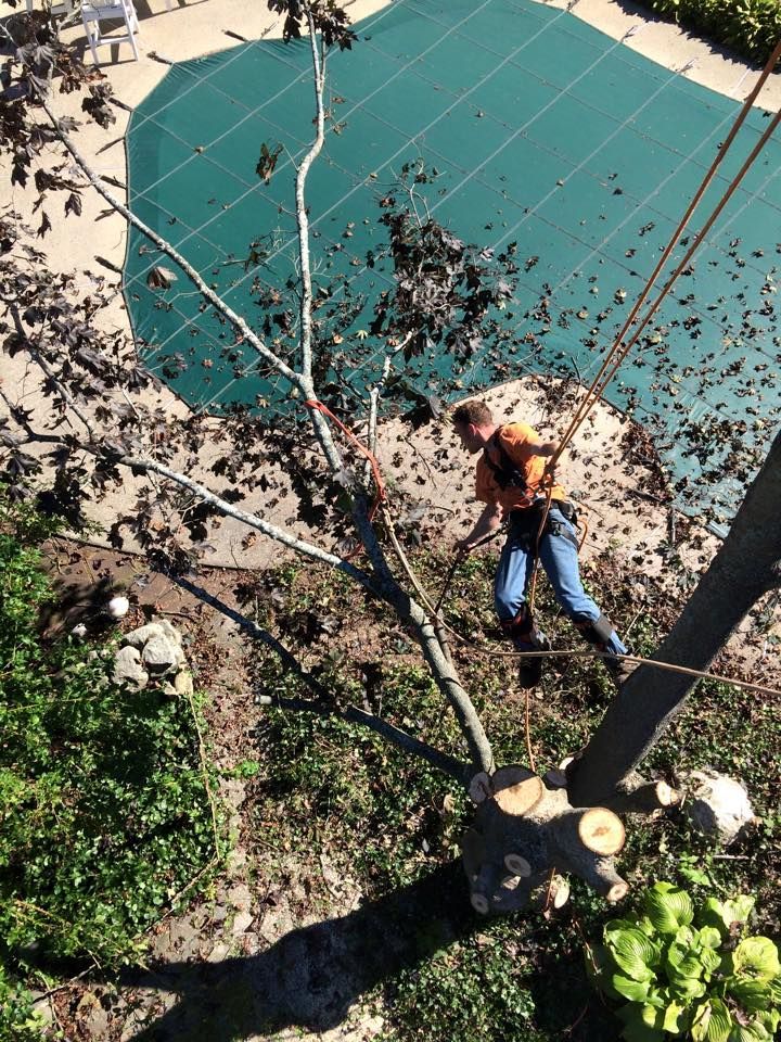 Man Hanging Removing Tree — Hampstead, NH — Maple Leaf Tree Service LLC