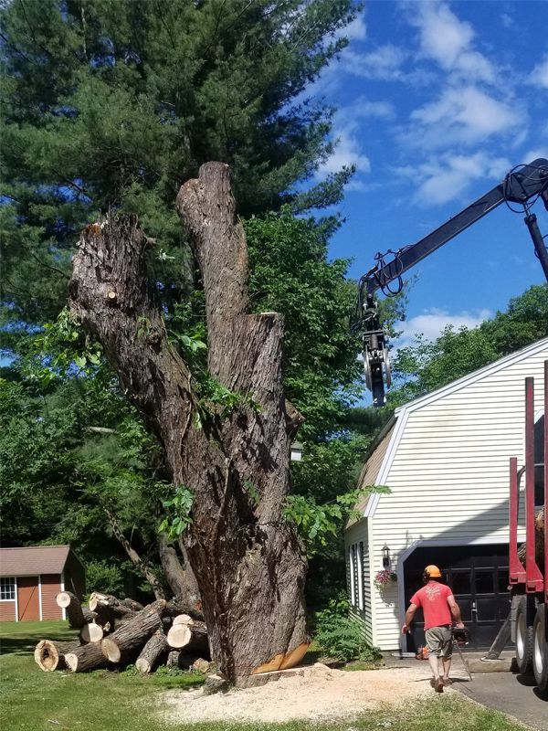 Cutting Big Tree — Hampstead, NH — Maple Leaf Tree Service LLC