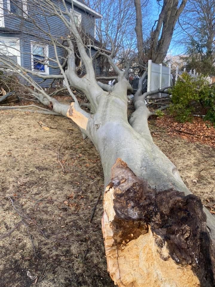 Fallen Tree Near House — Hampstead, NH — Maple Leaf Tree Service LLC