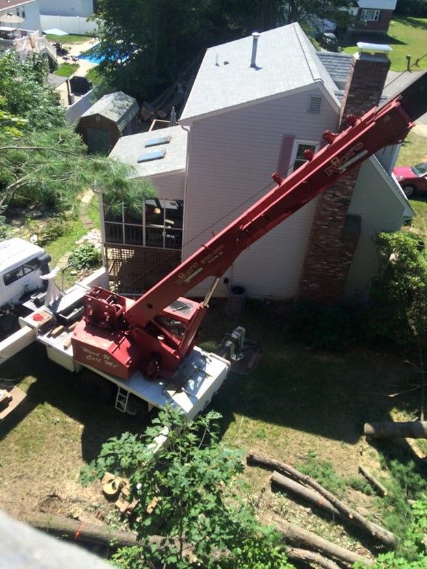 Tree Removal — Hampstead, NH — Maple Leaf Tree Service LLC