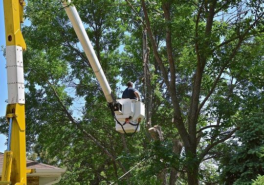 Man Pruning — Hampstead, NH — Maple Leaf Tree Service LLC