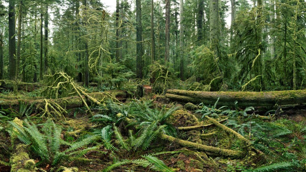 An image of a lush rainforest taken by Edward Burtynsky. There is a moss coloured log on the forest floor and vines growing around it in the foreground of the photo. In the background there are tall, green trees growing. All the tree bark is covered by moss, making the image bright green.