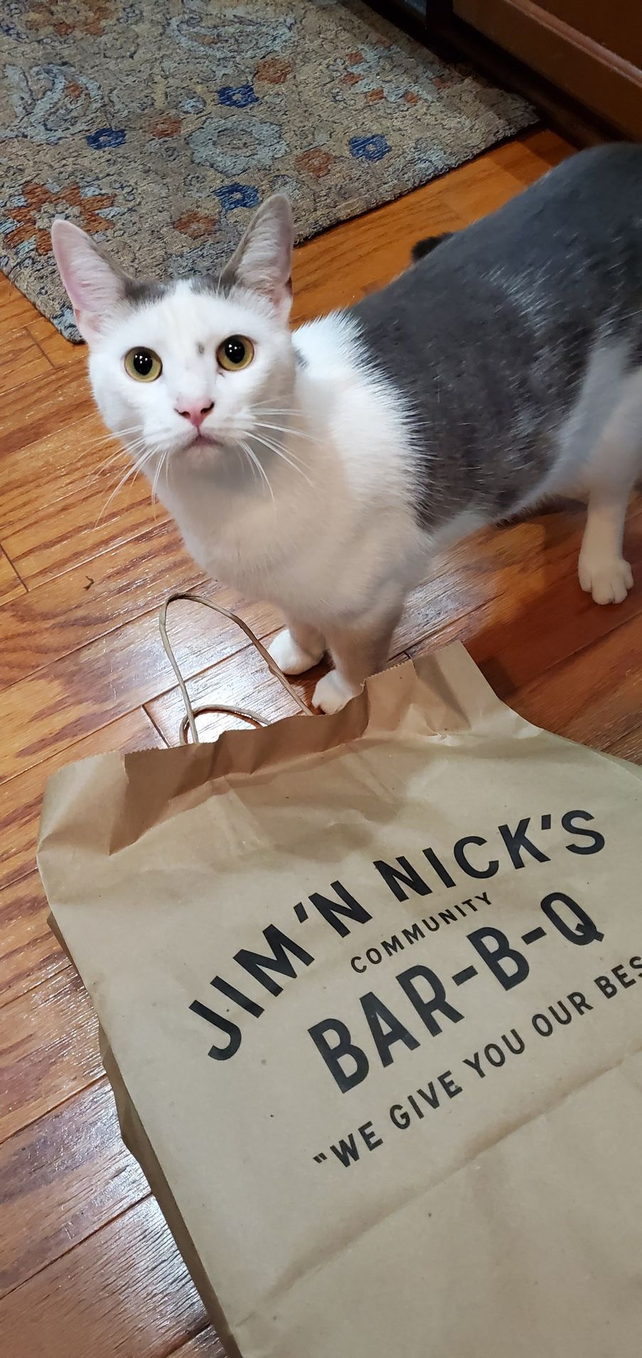 A white and gray cat is standing next to a bag of jim n nick 's bar-b-q.