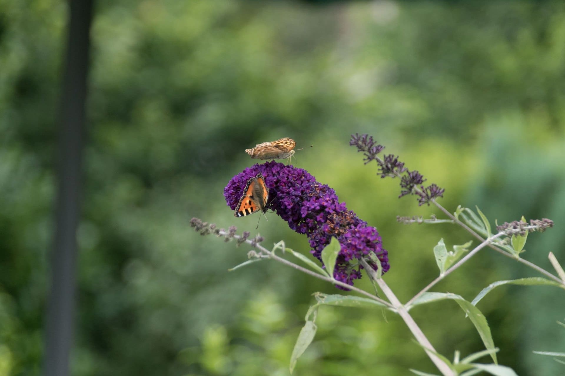 Ein Schmetterling sitzt auf einer violetten Blume.
