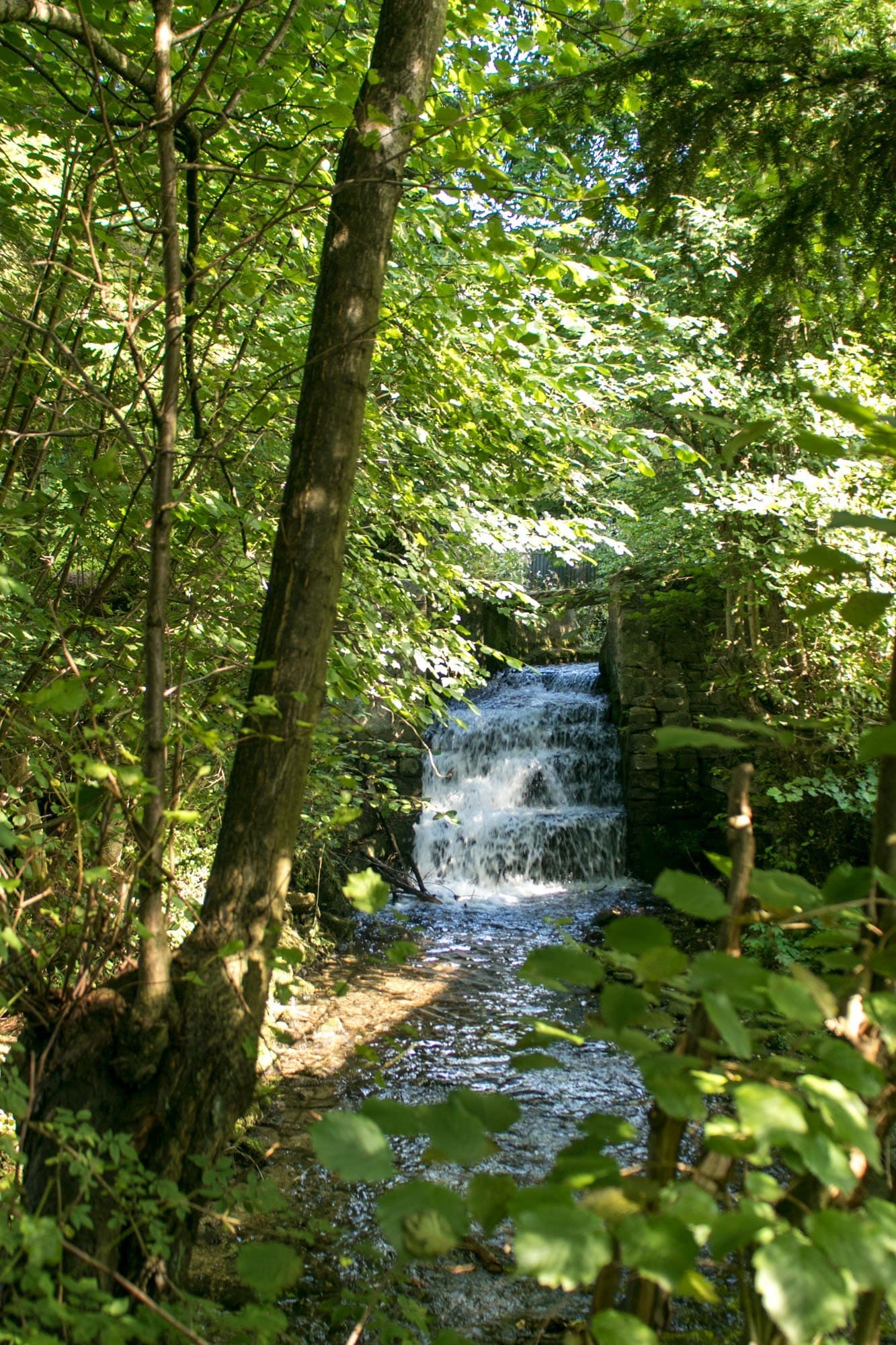 Ein kleiner Wasserfall inmitten eines Waldes, umgeben von Bäumen.