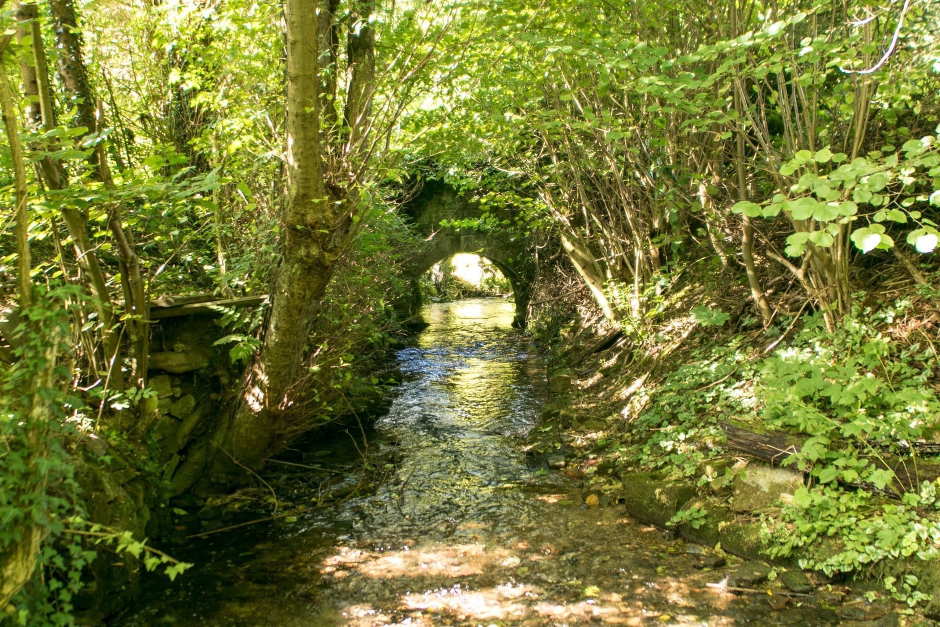 Im Wald gibt es eine Brücke über einen Bach.
