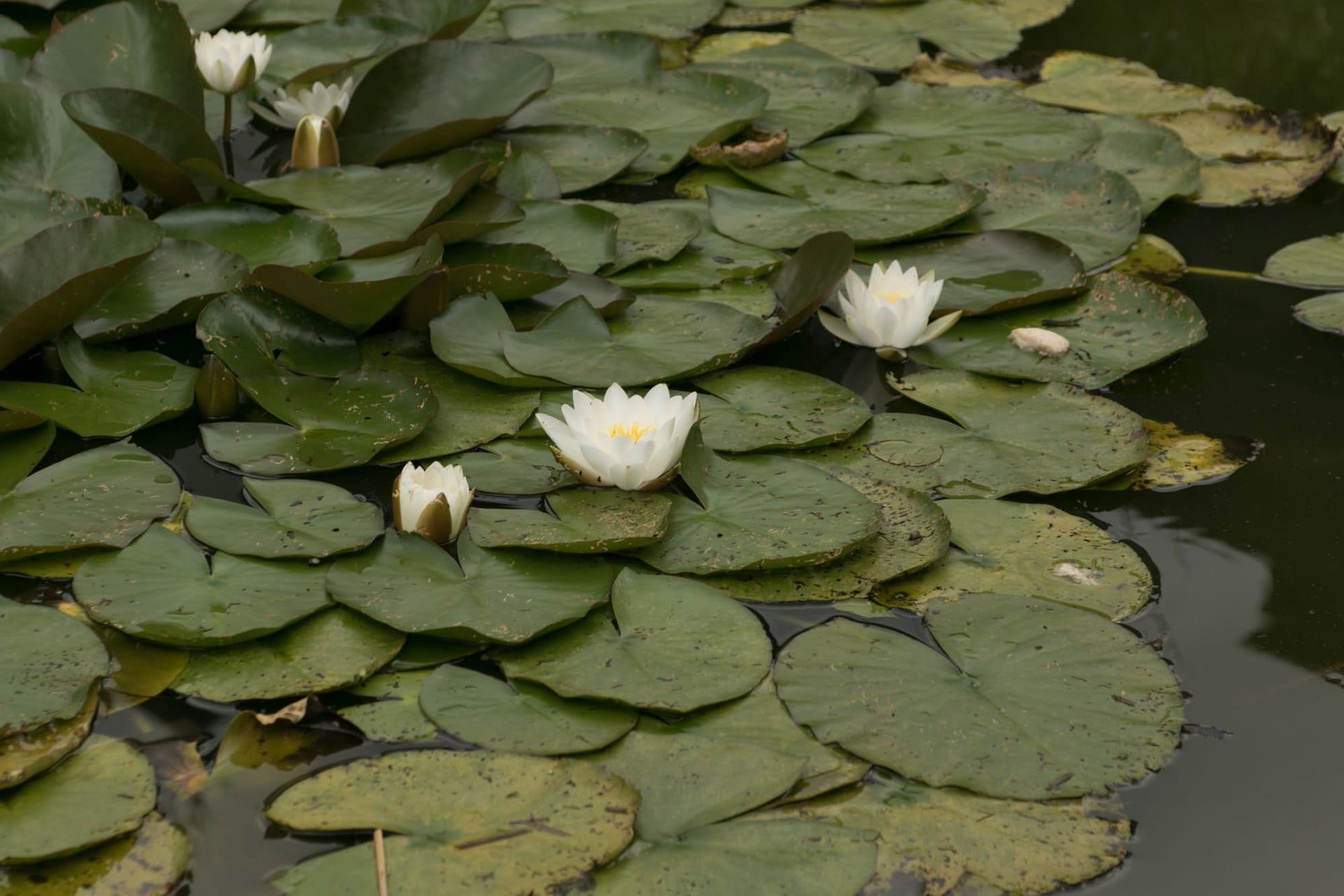 Ein Teich voller Seerosen und weißer Blumen