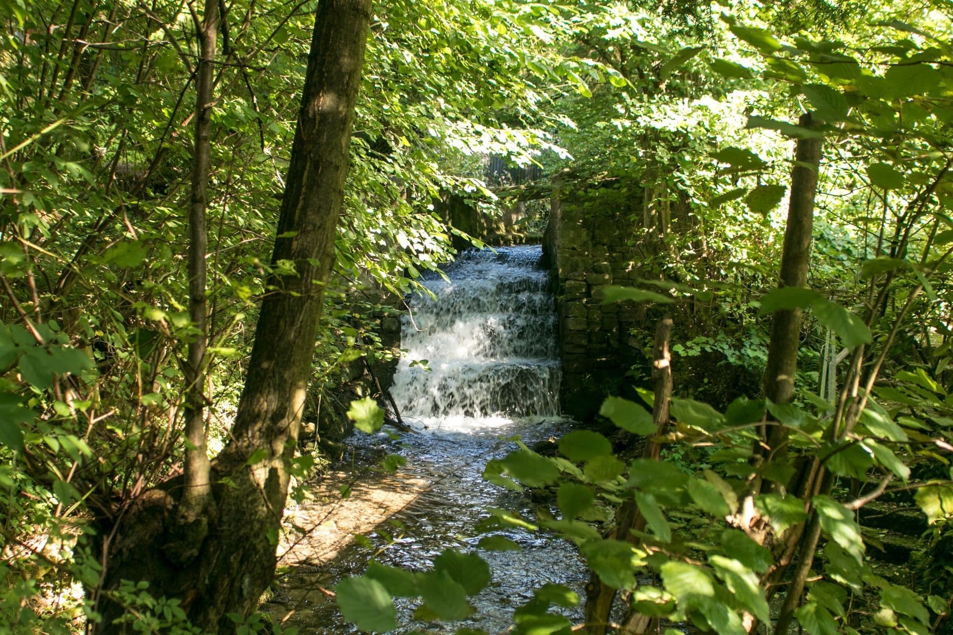Ein kleiner Wasserfall inmitten eines Waldes, umgeben von Bäumen.