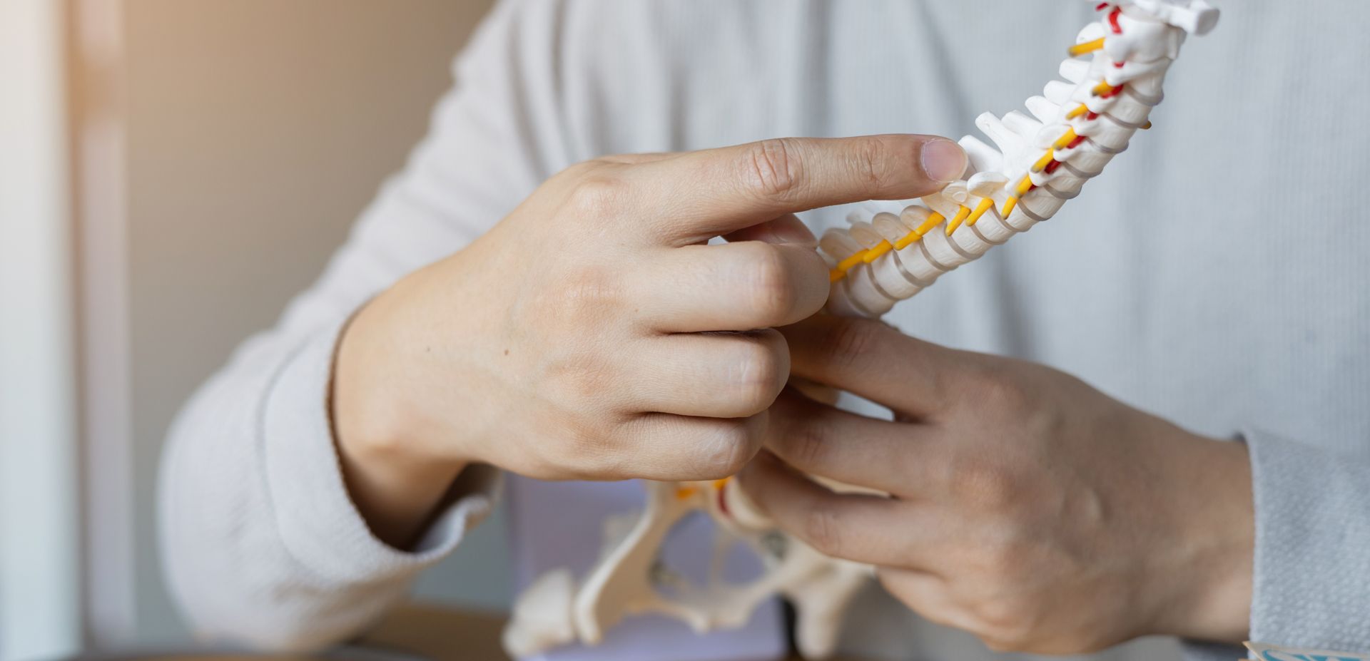 Person pointing to model spine. White and yellow vertebrae, seated.