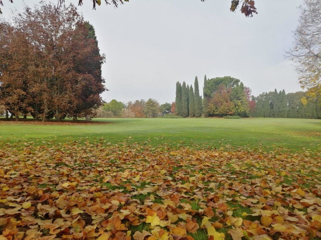 Prato autunnale del parco con foglie cadute, alberi e un cielo grigio e nebbioso.