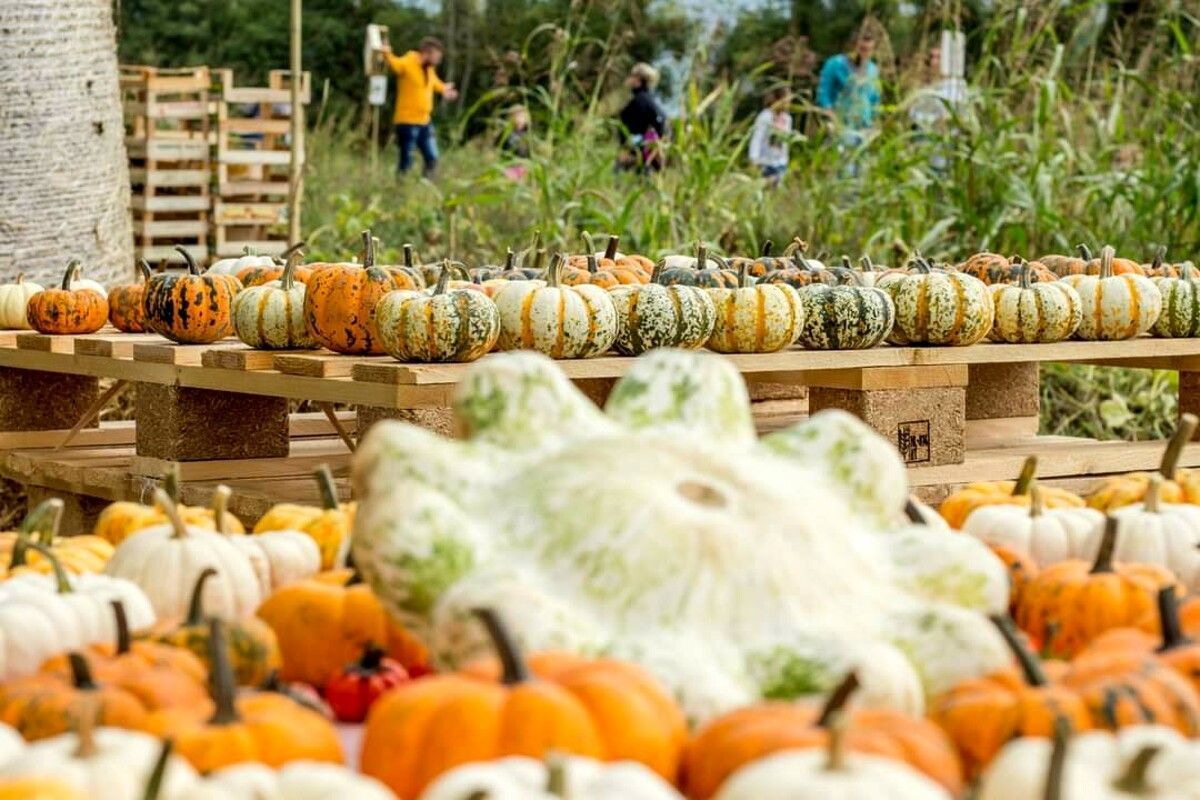 Zucca e zucche ornamentali esposte in un mercatino autunnale all'aperto, con persone sullo sfondo.
