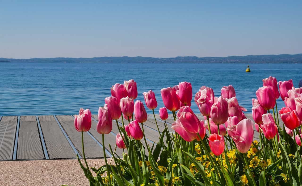 Tulipani rosa davanti a un pontile di legno e a un tranquillo lago blu sotto un cielo limpido