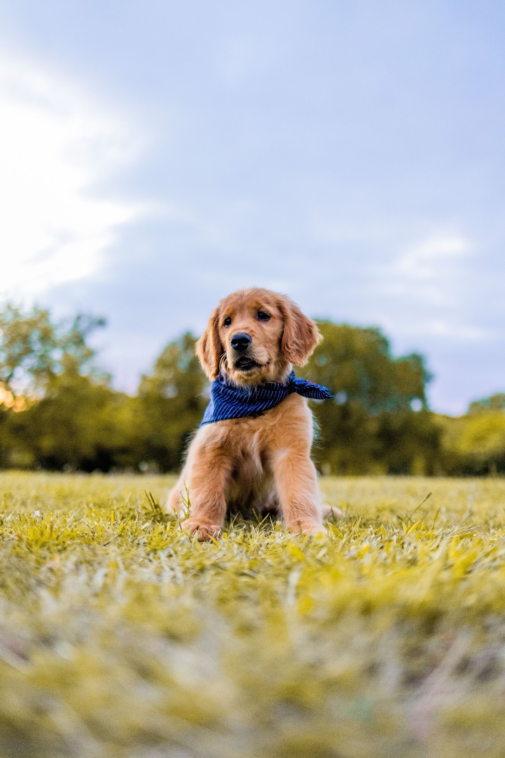 Cane dorato con una bandana blu seduto in un prato sotto un cielo luminoso