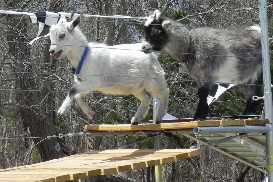 racing goats