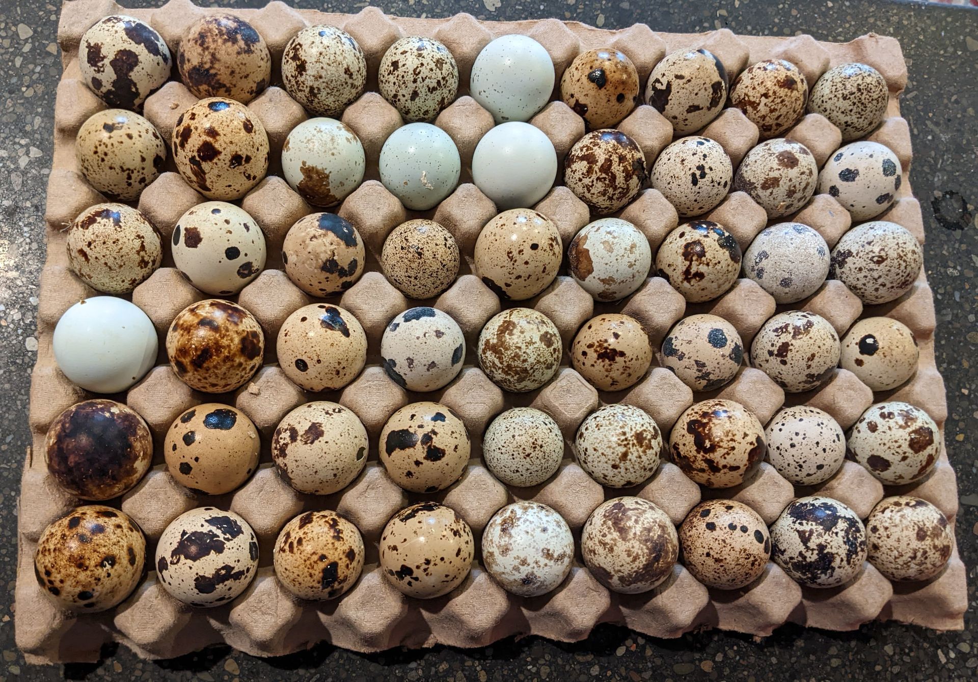 A tray of quail eggs of different sizes and colors