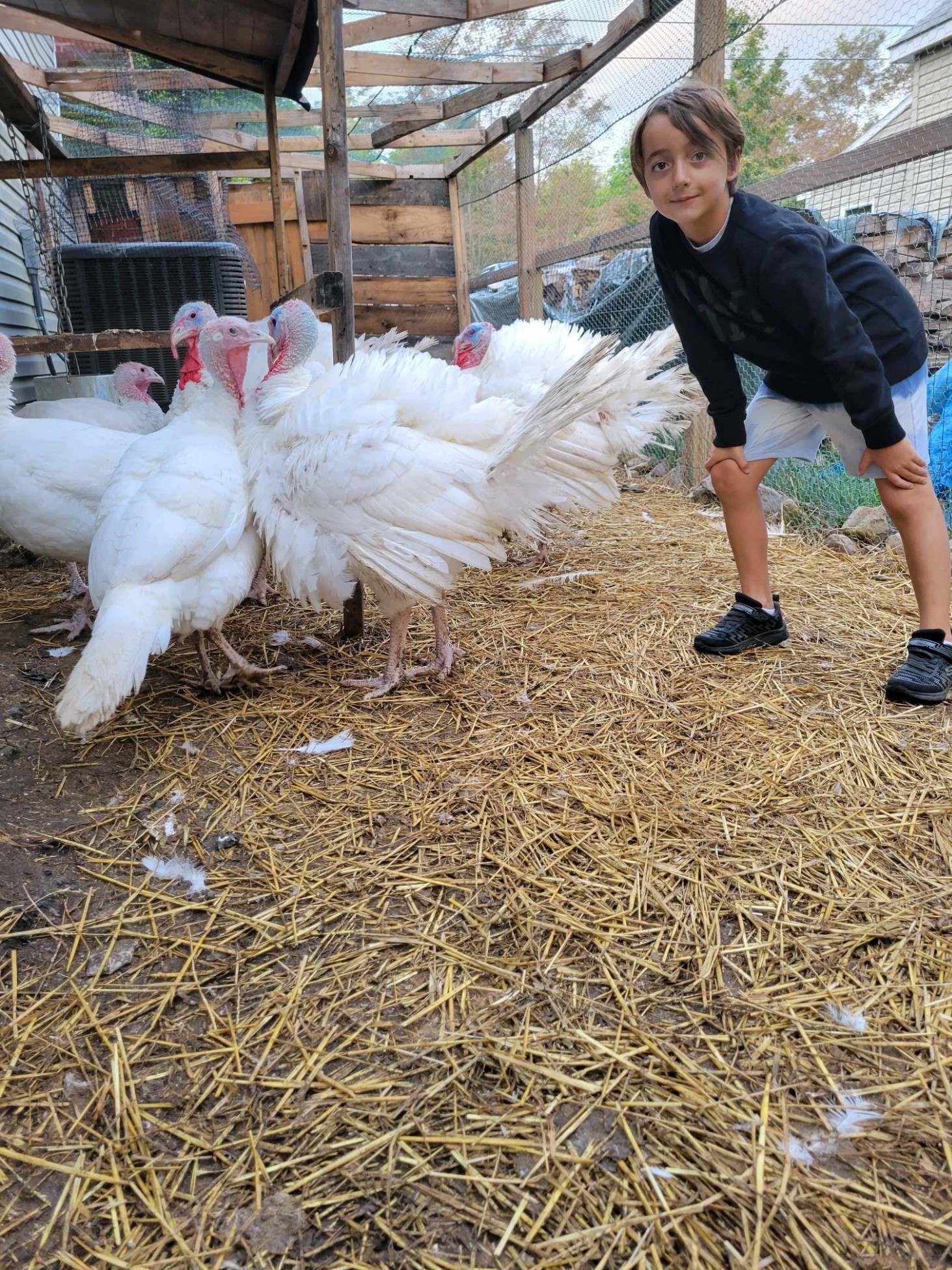 A young boy is standing next to a flock of white turkeys.