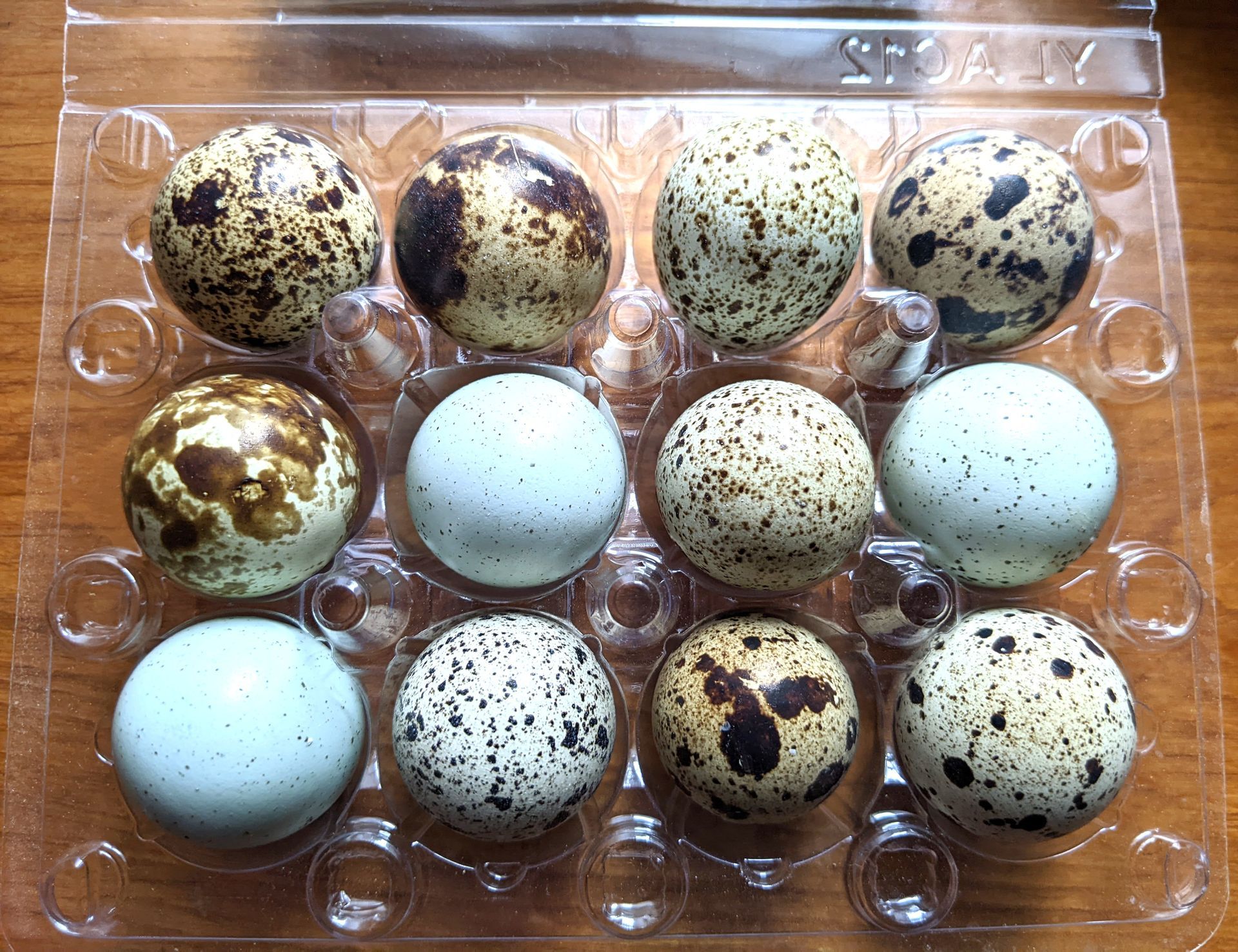 A plastic tray filled with quail eggs of different colors