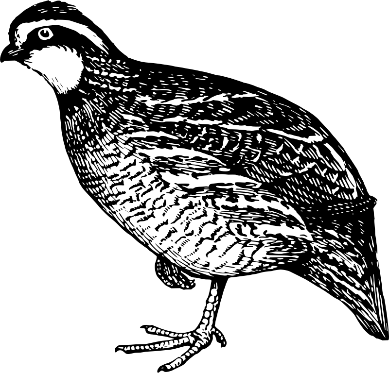 A black and white drawing of a quail on a white background.