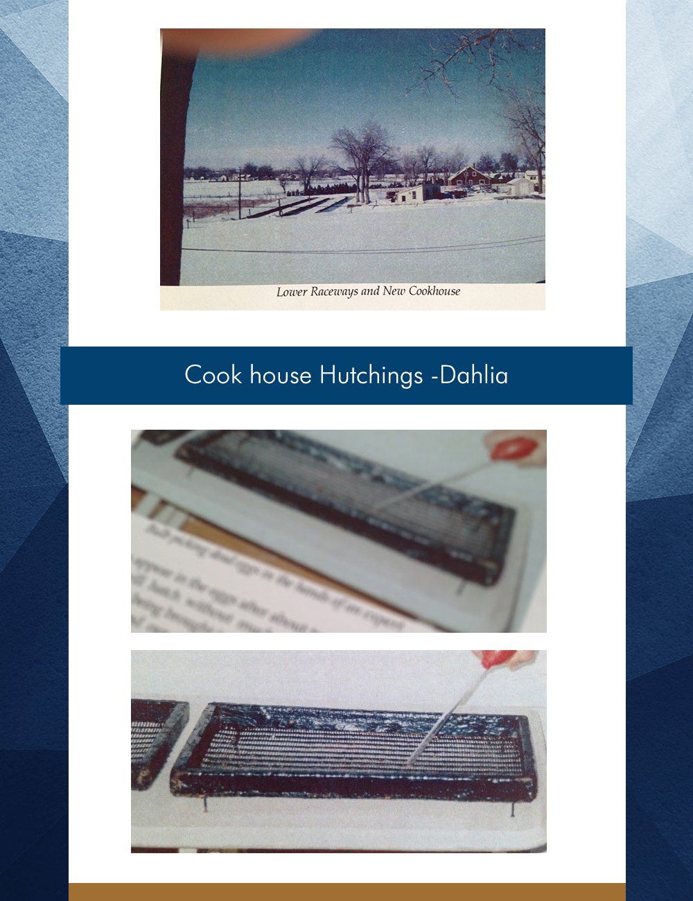 Cook house Hutchings -Dahlia